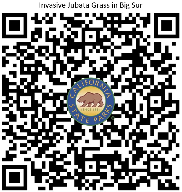 QR Code for Story Map about Invasive Jubata Grass